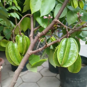 Sweet Star Fruit Plant - Live Carambola Tree - 12-16 Inch Half Gallon