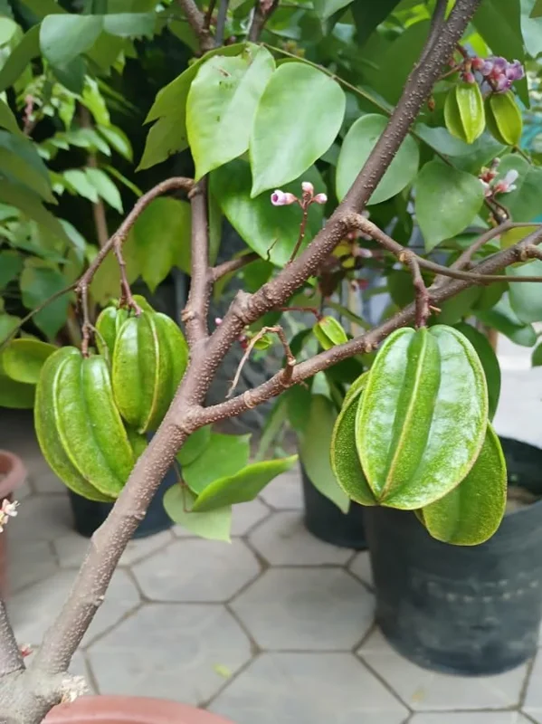 Sweet Star Fruit Plant - Live Carambola Tree - 12-16 Inch Half Gallon