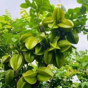Sweet Star Fruit Plant - Live Carambola Tree - 12-16 Inch Half Gallon