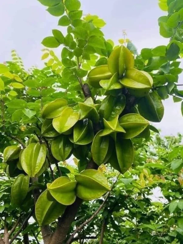 Sweet Star Fruit Plant - Live Carambola Tree - 12-16 Inch Half Gallon