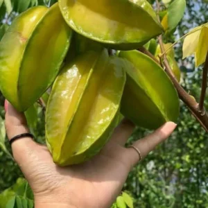 Sweet Star Fruit Plant - Live Carambola Tree - 12-16 Inch Half Gallon