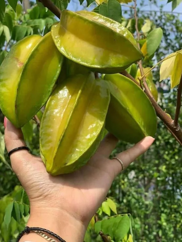 Sweet Star Fruit Plant - Live Carambola Tree - 12-16 Inch Half Gallon