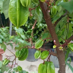 Sweet Star Fruit Plant - Live Carambola Tree - 12-16 Inch Half Gallon