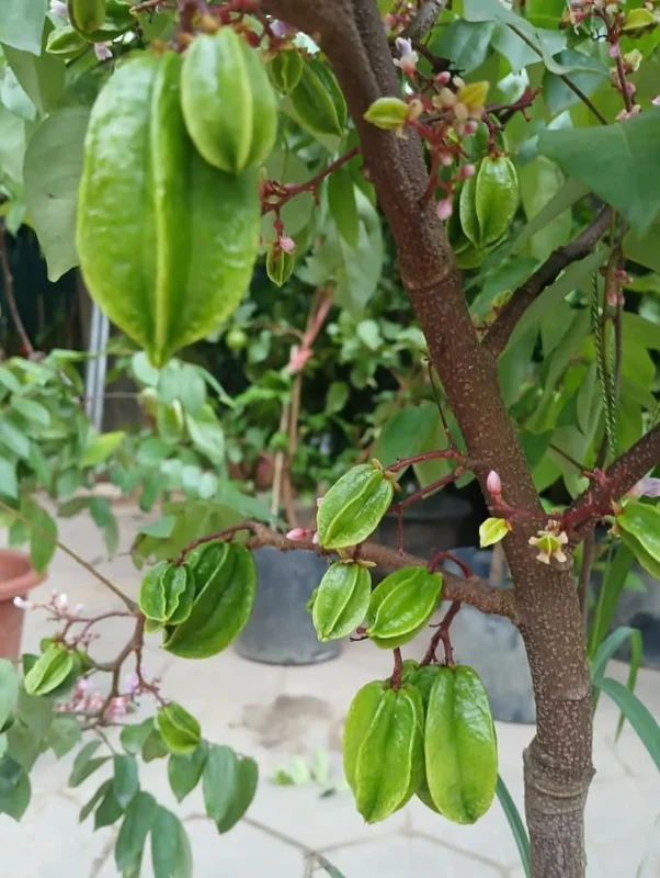 Sweet Star Fruit Plant - Live Carambola Tree - 12-16 Inch Half Gallon