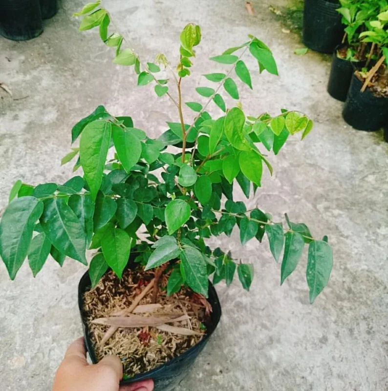 Sweet Star Fruit Plant - Live Carambola Tree - 12-16 Inch Half Gallon