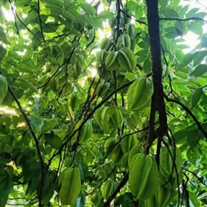 Sweet Star Fruit Plant - Live Carambola Tree - 12-16 Inch Half Gallon