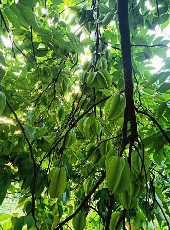 Sweet Star Fruit Plant - Live Carambola Tree - 12-16 Inch Half Gallon