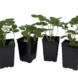 Sweet Strawberry Plants - Red Strawberry Plants - 4 Pack - 2.5