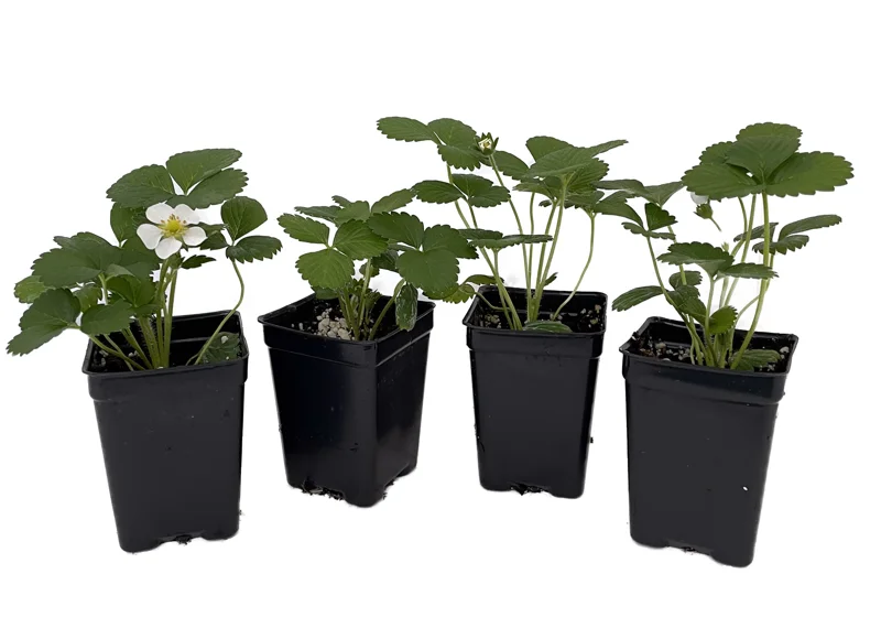 Sweet Strawberry Plants - Red Strawberry Plants - 4 Pack - 2.5" Pots