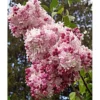 Sweetheart Lilac Starter Plant - 5-7 Inch - Fragrant Pink Flowers - Hardy Shrub