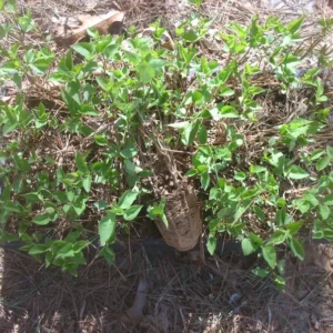 Sweetheart Lilac Starter Plant - 5-7 Inch - Fragrant Pink Flowers - Hardy Shrub