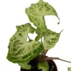 Syngonium Batik Arrowhead Plant – Live Houseplant in 2.5" Pot – Indoor Tropical Décor