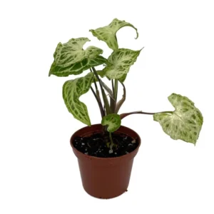Syngonium Batik Arrowhead Plant – Live Houseplant in 2.5