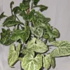 Syngonium Batik Arrowhead Vine Plant 4 Inch Pot - Easy Houseplant, Air-Purifying