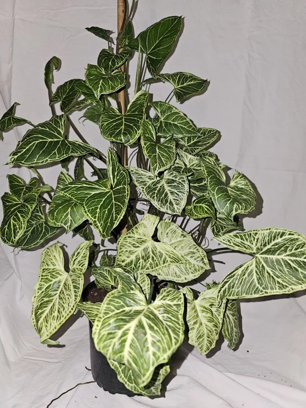 Syngonium Batik Arrowhead Vine Plant 4 Inch Pot - Easy Houseplant, Air-Purifying