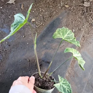 Syngonium Batik Arrowhead Vine Plant 4 Inch Pot - Easy Houseplant, Air-Purifying