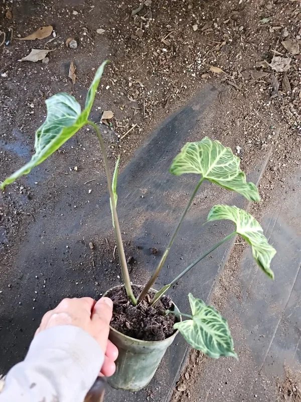 Syngonium Batik Arrowhead Vine Plant 4 Inch Pot - Easy Houseplant, Air-Purifying