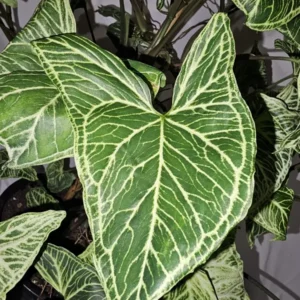 Syngonium Batik Arrowhead Vine Plant 4 Inch Pot - Easy Houseplant, Air-Purifying