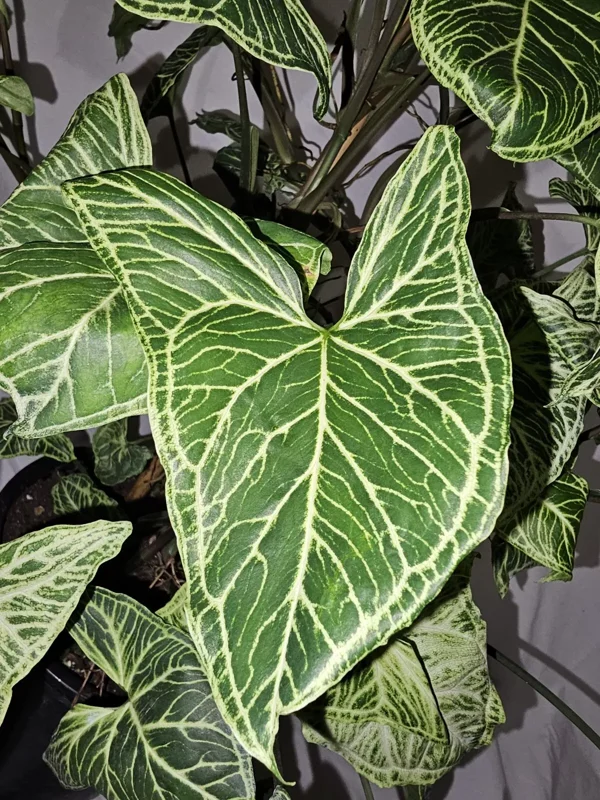Syngonium Batik Arrowhead Vine Plant 4 Inch Pot - Easy Houseplant, Air-Purifying