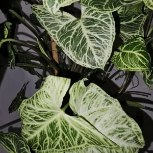 Syngonium Batik Arrowhead Vine Plant 4 Inch Pot - Easy Houseplant, Air-Purifying