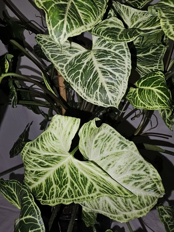 Syngonium Batik Arrowhead Vine Plant 4 Inch Pot - Easy Houseplant, Air-Purifying