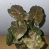 Syngonium Maria Live Plant 4" Pot Bronze Arrowhead Multicolor Leaves