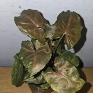 Syngonium Maria Live Plant 4