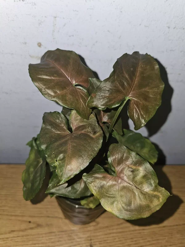 Syngonium Maria Live Plant 4" Pot Bronze Arrowhead Multicolor Leaves