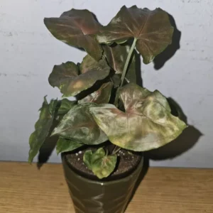 Syngonium Maria Live Plant 4