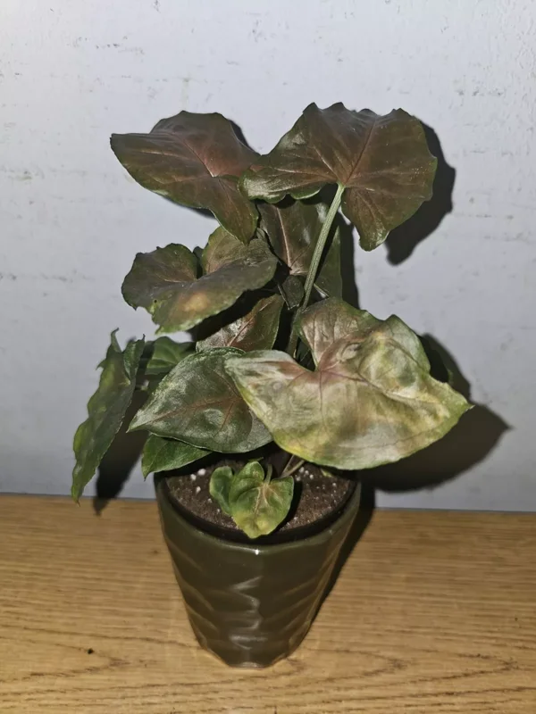 Syngonium Maria Live Plant 4" Pot Bronze Arrowhead Multicolor Leaves