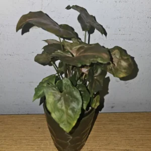 Syngonium Maria Live Plant 4