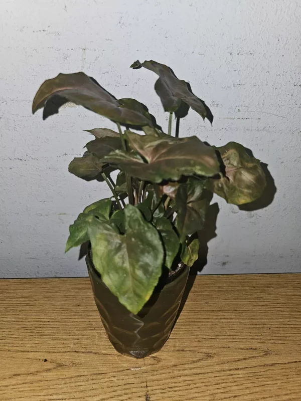 Syngonium Maria Live Plant 4" Pot Bronze Arrowhead Multicolor Leaves