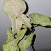 Syngonium Milk Confetti Live Plant - 4" Pot - Variegated Arrowhead