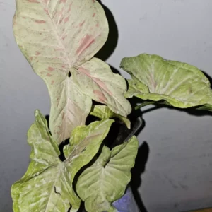 Syngonium Milk Confetti Live Plant - 4" Pot - Variegated Arrowhead