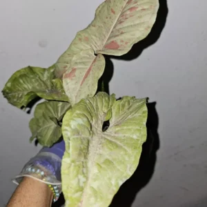 Syngonium Milk Confetti Live Plant - 4" Pot - Variegated Arrowhead