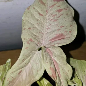 Syngonium Milk Confetti Live Plant - 4