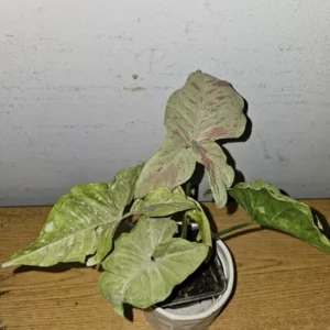 Syngonium Milk Confetti Live Plant - 4