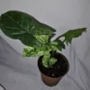 Syngonium Mojito - Variegated Arrowhead Live Plant | 4" Pot | Well-Rooted