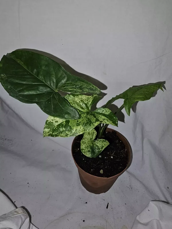 Syngonium Mojito - Variegated Arrowhead Live Plant | 4" Pot | Well-Rooted