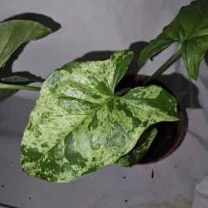 Syngonium Mojito - Variegated Arrowhead Live Plant | 4