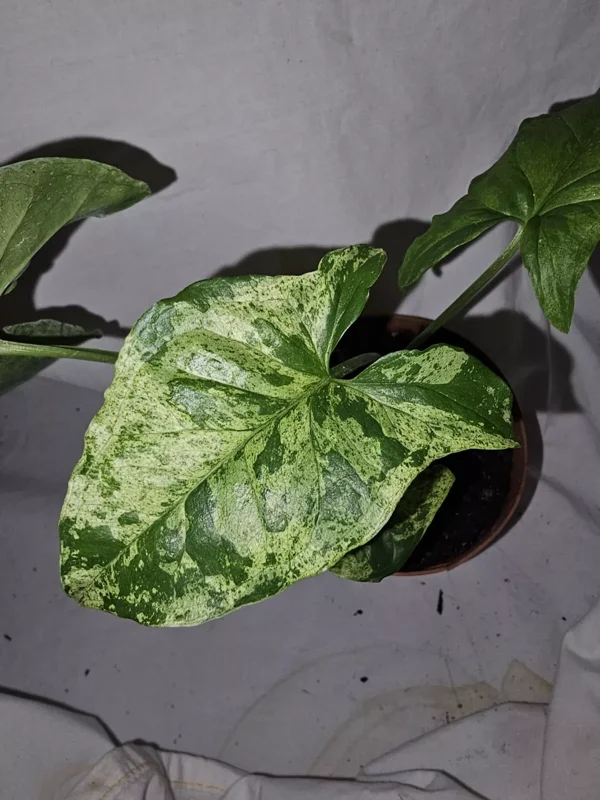Syngonium Mojito - Variegated Arrowhead Live Plant | 4" Pot | Well-Rooted