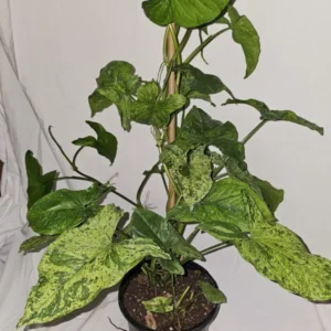 Syngonium Mojito - Variegated Arrowhead Live Plant | 4