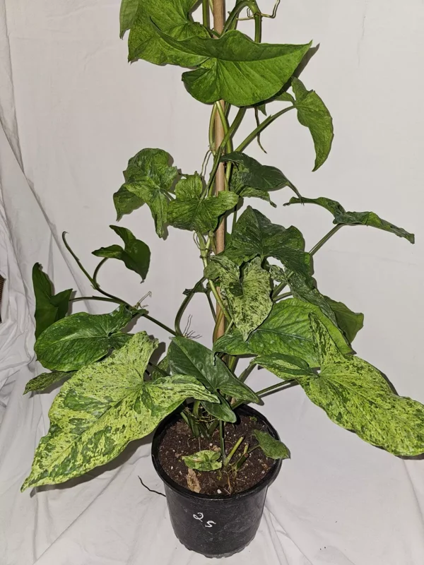 Syngonium Mojito - Variegated Arrowhead Live Plant | 4" Pot | Well-Rooted