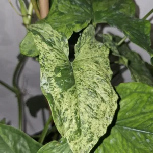 Syngonium Mojito - Variegated Arrowhead Live Plant | 4