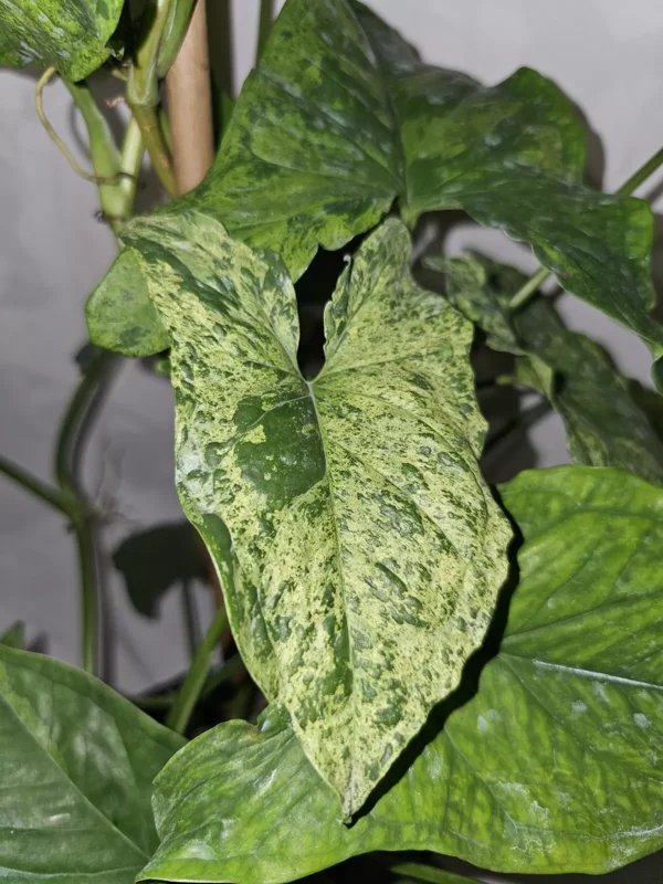 Syngonium Mojito - Variegated Arrowhead Live Plant | 4" Pot | Well-Rooted