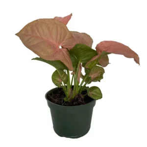 Syngonium Neon Pink Robusta - 4 Inch Pot, Vibrant Arrowhead Houseplant
