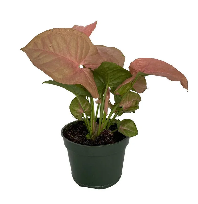 Syngonium Neon Pink Robusta - 4 Inch Pot, Vibrant Arrowhead Houseplant