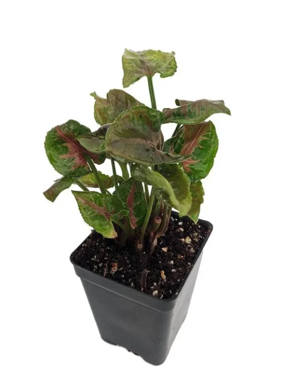 Syngonium Pink Fairy Arrowhead Plant 2.5-Inch Pot – Indoor Fairy Garden Shrub