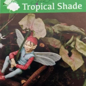 Syngonium Pink Fairy Arrowhead Plant 2.5-Inch Pot – Indoor Fairy Garden Shrub