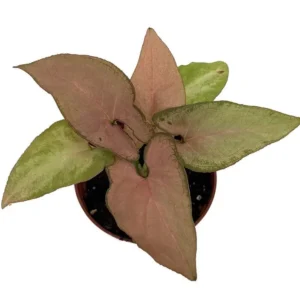 Syngonium Pink Perfection Arrowhead Plant – 2.5 Inch Pot | Vibrant Pink Foliage